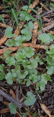 Dichondra argentea