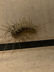 Scutigera coleoptrata