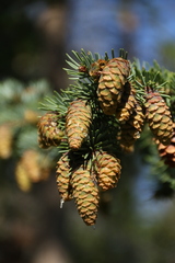 Picea engelmannii