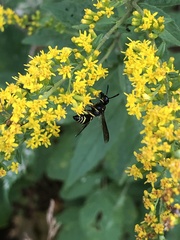 Euodynerus foraminatus