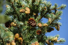 Picea engelmannii