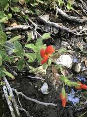 Erythranthe cardinalis