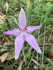 Caladenia latifolia