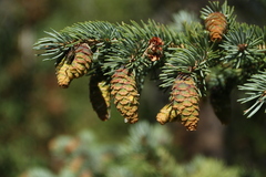 Picea engelmannii