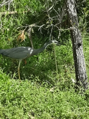 Egretta novaehollandiae