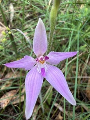 Caladenia latifolia