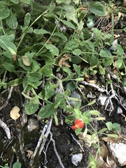 Erythranthe cardinalis