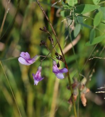 Lathyrus palustris