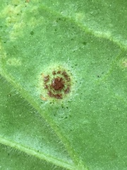 Puccinia pelargonii-zonalis