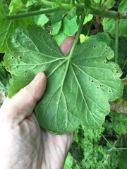 Puccinia pelargonii-zonalis