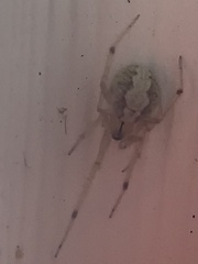 Theridiidae