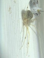 Theridiidae