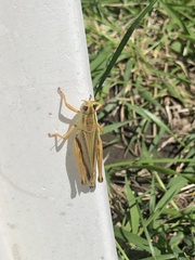 Melanoplus bivittatus