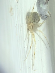Theridiidae