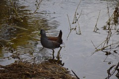 Porphyriops melanops