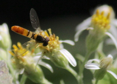 Sphaerophoria contigua