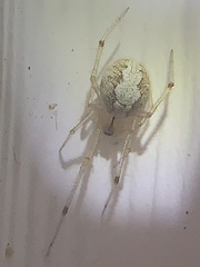 Theridiidae