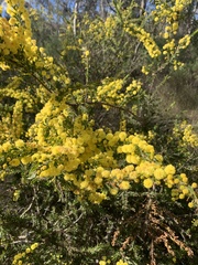 Acacia paradoxa