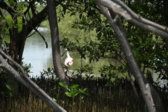 Platalea ajaja