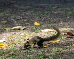 Callosciurus notatus