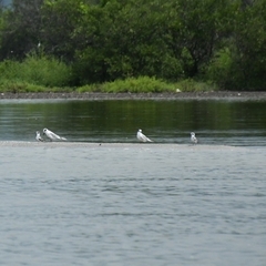 Thalasseus sandvicensis