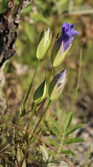 Gentianopsis crinita