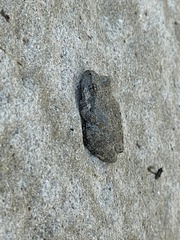 Pseudacris cadaverina