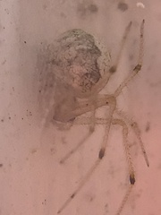 Parasteatoda tepidariorum