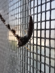 Callibaetis pictus