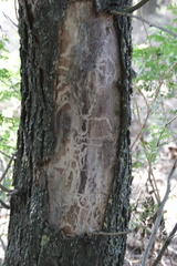 Lymantria dispar