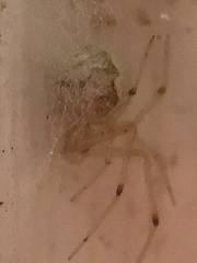 Parasteatoda tepidariorum