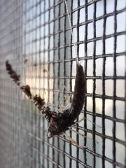 Callibaetis pictus