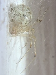 Parasteatoda tepidariorum