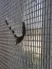 Callibaetis pictus