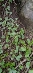 Dichondra argentea