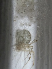 Parasteatoda tepidariorum
