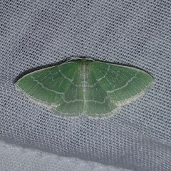 Synchlora aerata