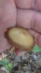 Entoloma strictius