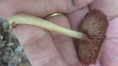 Entoloma strictius