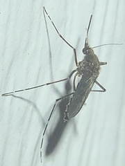 Aedes taeniorhynchus