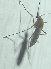 Aedes taeniorhynchus