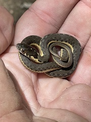 Thamnophis hammondii