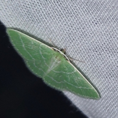 Synchlora aerata