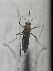 Aedes taeniorhynchus