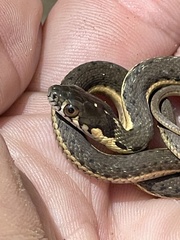 Thamnophis hammondii