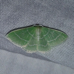 Synchlora aerata