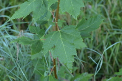 Acer spicatum