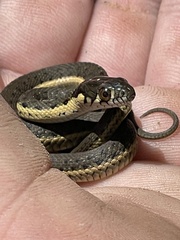Thamnophis hammondii