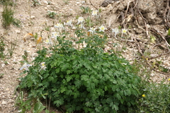 Aquilegia coerulea