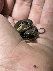 Thamnophis hammondii